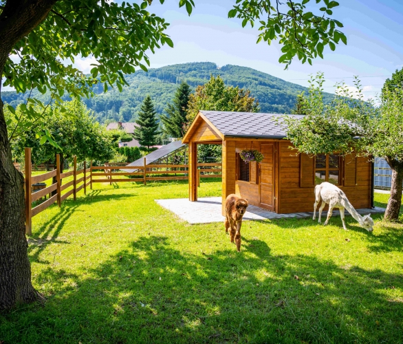 Zdjęcie przedstawia dwie alpaki pasące się przy małym drewnianym domku. W tle widoczny górzysty krajobraz.
